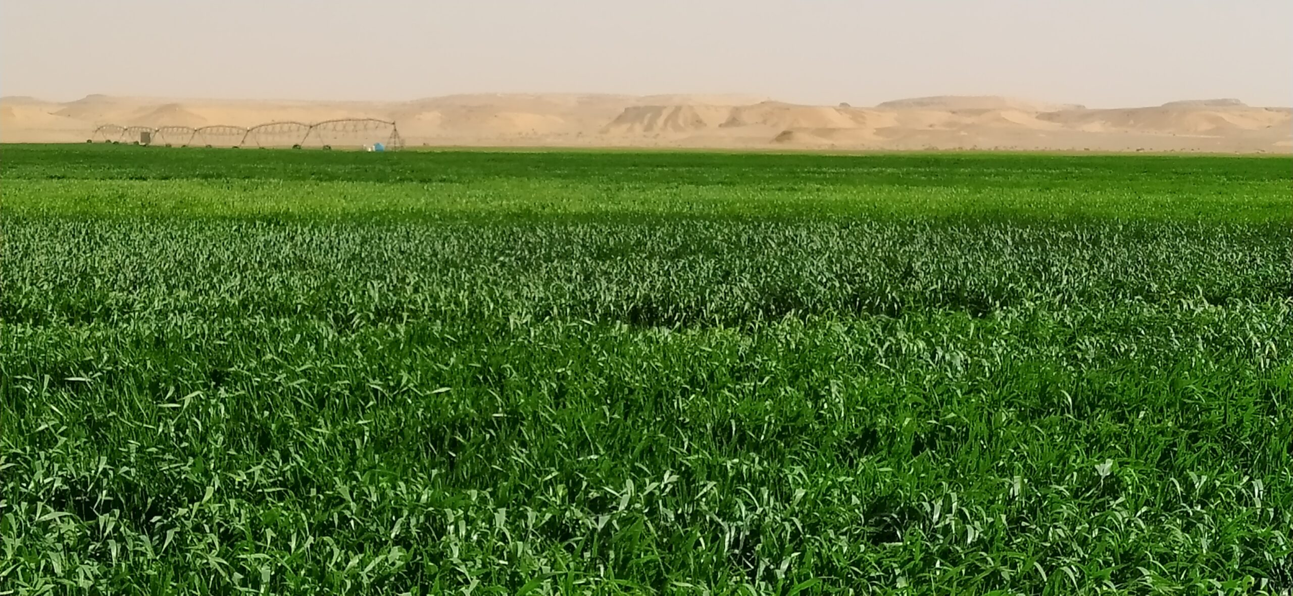 حقل قمح بالمنيعة