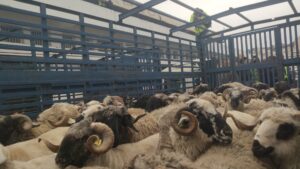 إطلاق منصة رقمية لحجز وبيع الأضاحي المستوردة