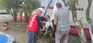 Ooredoo و FOREM يتقاسمان فرحة العيد مع اليتامى والعائلات المعوزة    الجزائر – السبت 30 ماي 2026   وفاءً لالتزامها المواطني وقيم التضامن والتقاسم، نظّمت مؤسسة Ooredoo، بمناسبة عيد الأضحى 2026، مبادرة تضامنية بالتعاون مع الهيئة الوطنية لترقية الصحة وتطوير البحث (FOREM)، لفائدة العائلات المعوزة والأطفال اليتامى.   تم تنظيم هذه العملية في ثالث أيام العيد، حيث رافقت Ooredoo الهيئة الوطنية لترقية الصحة وتطوير البحث (FOREM)، من خلال مساهمة مالية موجهة لاقتناء أضاحي العيد لفائدة العائلات المحتاجة وكذا الأطفال اليتامى بمركز محمد حجاج للتكفل النفسي-الاجتماعي ببن طلحة، بولاية الجزائر.   وبهذه المناسبة، شارك فريق من Ooredoo، بقيادة السيد رمضان جزايري، مدير الشؤون المؤسساتية والعلاقات مع الإعلام والمسؤولية المجتمعية، في مراسم رمزية لذبح الأضاحي، نُظّمت بحضور ممثلين عن FOREM وأطفال المركز من الأيتام، قبل أن يتم تقاسم مائدة إفطار جماعية في أجواء يسودها التضامن والتآزر.   كما استفادت عدة عائلات معوزة من هذه المبادرة على مستوى المنطقة، مما سمح لها بالاحتفال بعيد الأضحى في ظروف كريمة يسودها التكافل والتآخي.   ومن خلال هذه العملية التضامنية، تؤكد Ooredoo مجددًا التزامها الدائم بالمبادرات المواطِنة والإنسانية، وتعزيز دورها كمؤسسة مسؤولة تضع خدمة الفئات الهشة في صلب أولوياتها عبر مختلف مناطق الوطن.
